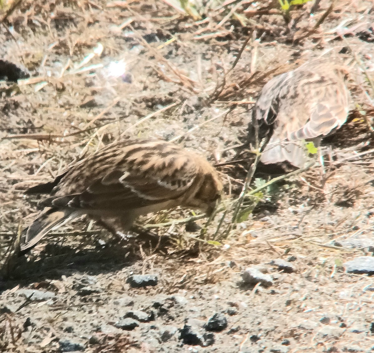 ostružka severní - ML642996290