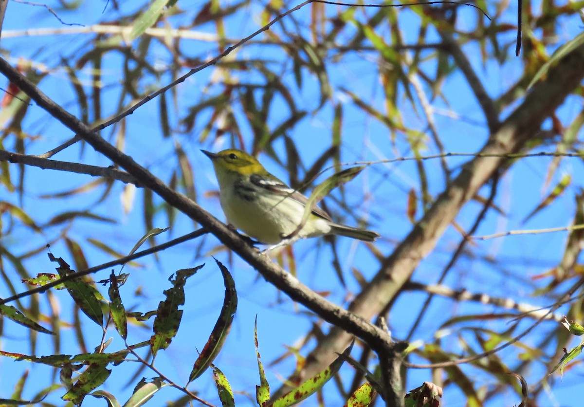 Black-throated Green Warbler - ML642996295