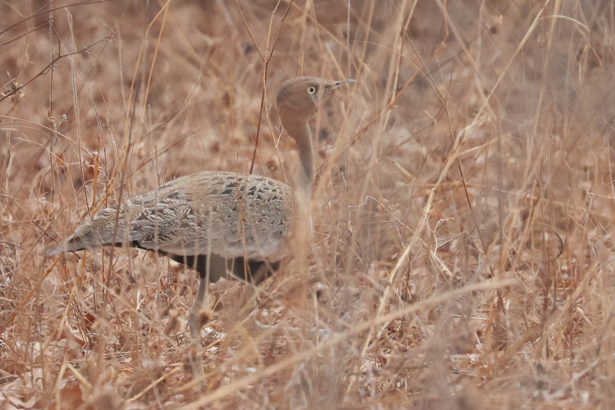 Buff-crested Bustard - ML642996349