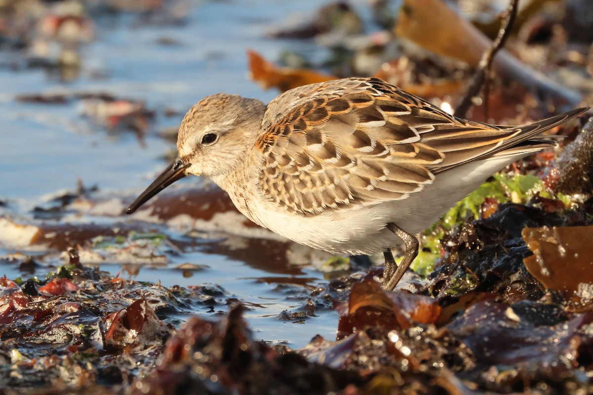 White-rumped Sandpiper - ML642996371