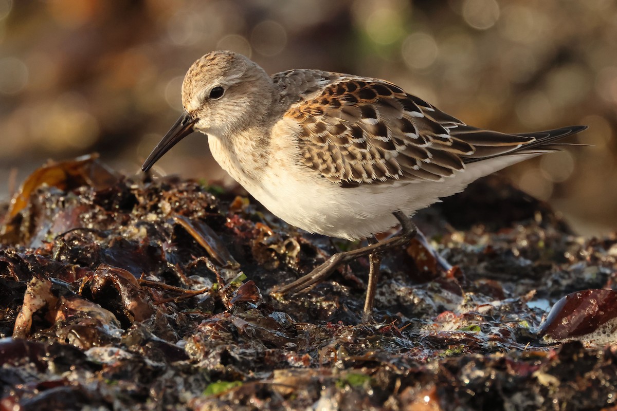 White-rumped Sandpiper - ML642996372
