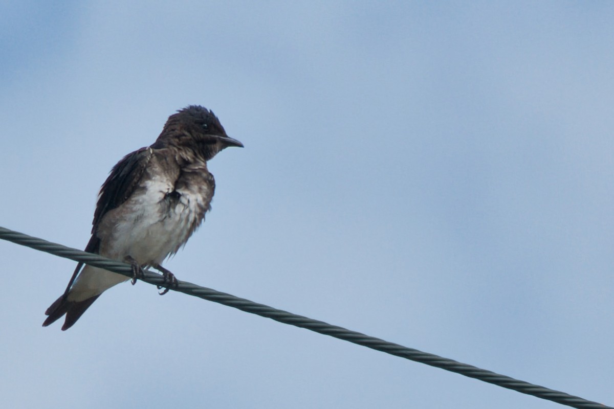 Caribbean Martin - ML642996381