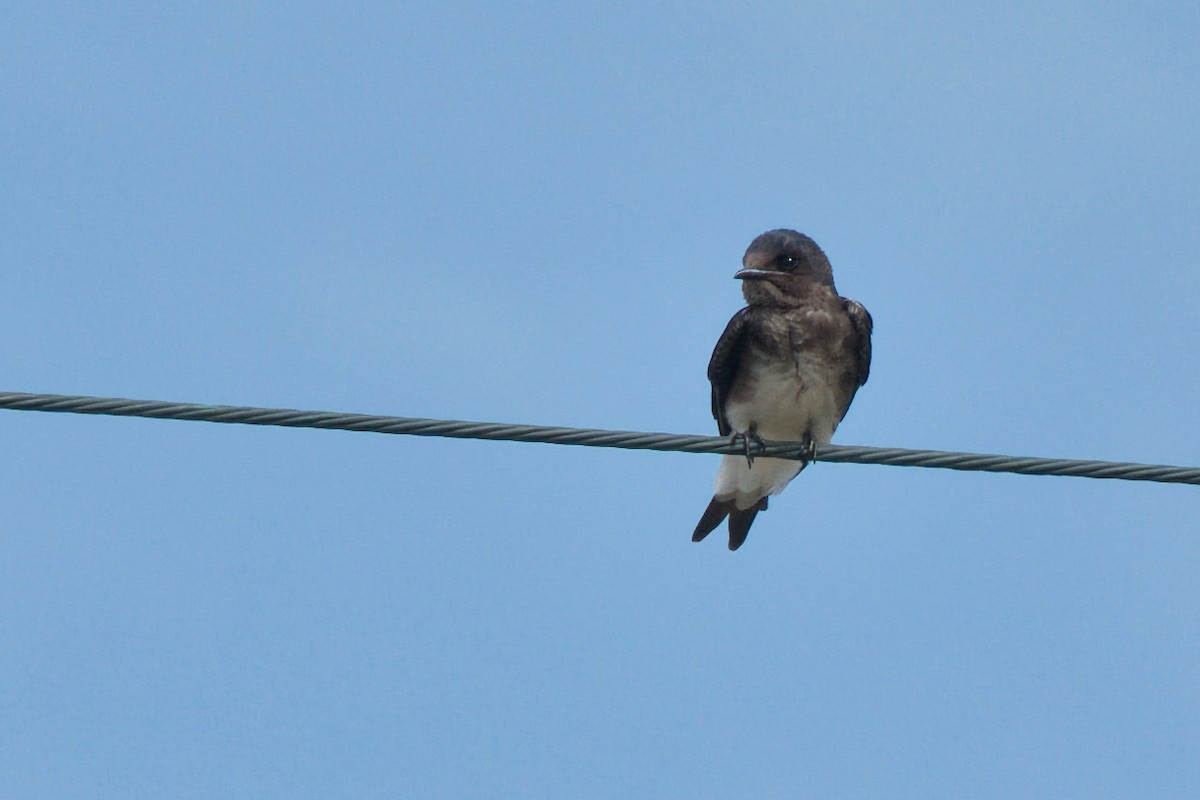 Caribbean Martin - ML642996382
