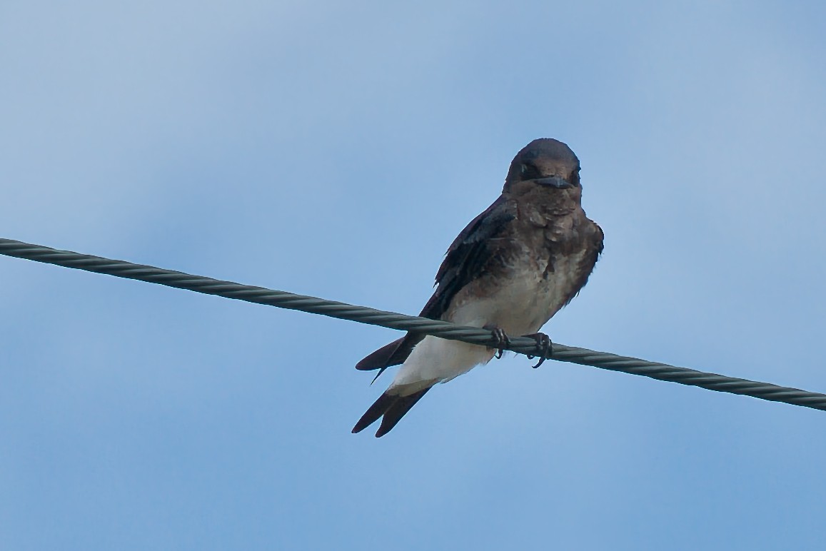 Caribbean Martin - ML642996384
