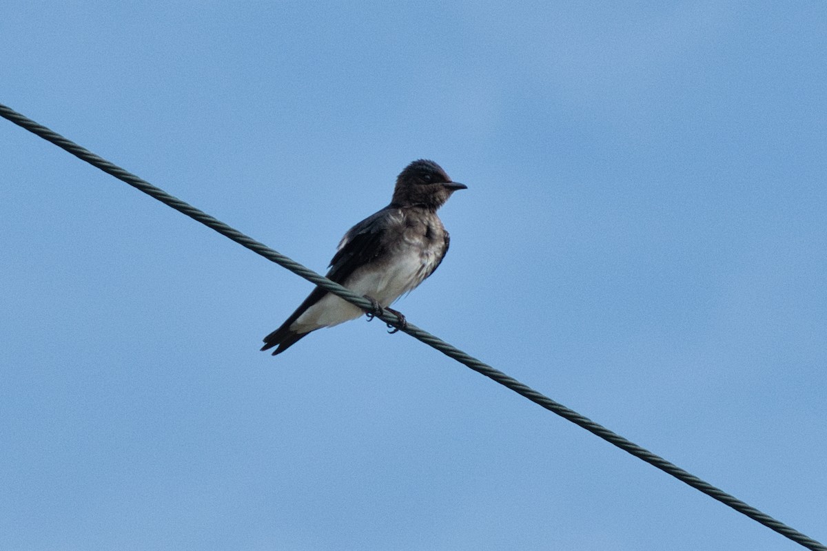 Caribbean Martin - ML642996385
