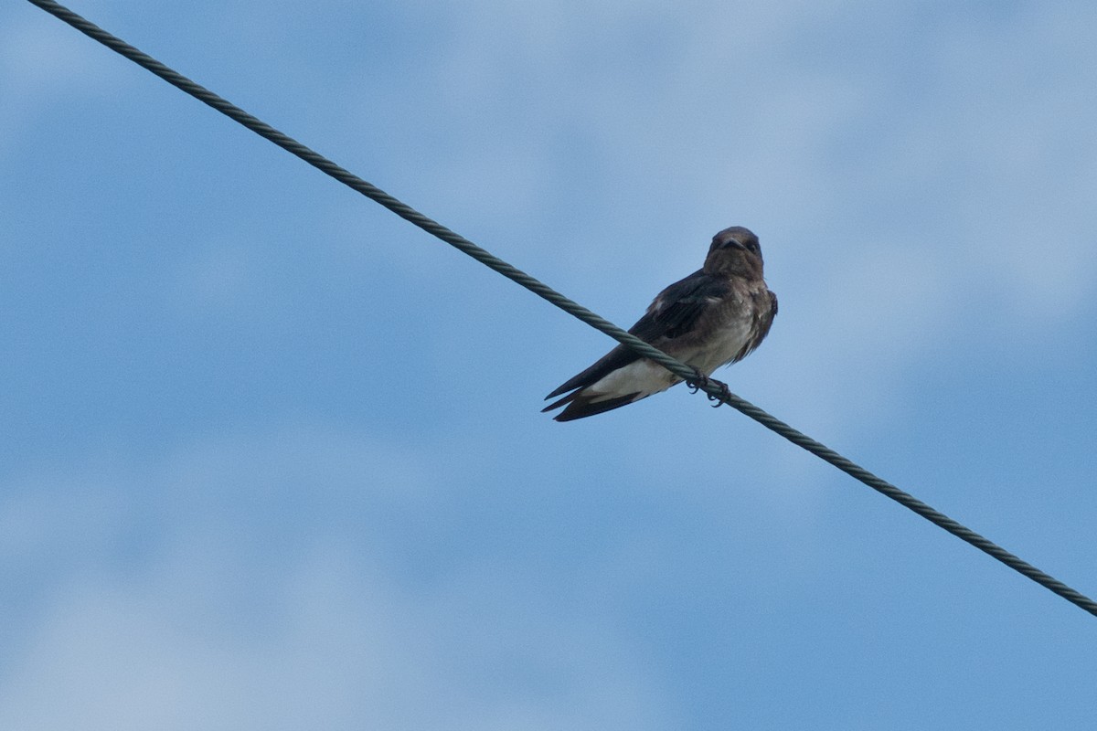Caribbean Martin - ML642996386