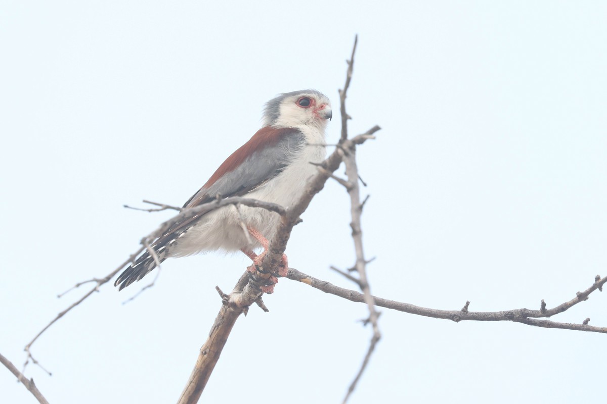 Pygmy Falcon - ML642996411