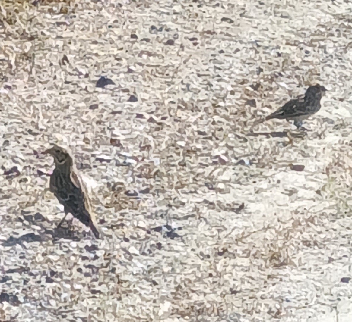 ostružka severní - ML642996422