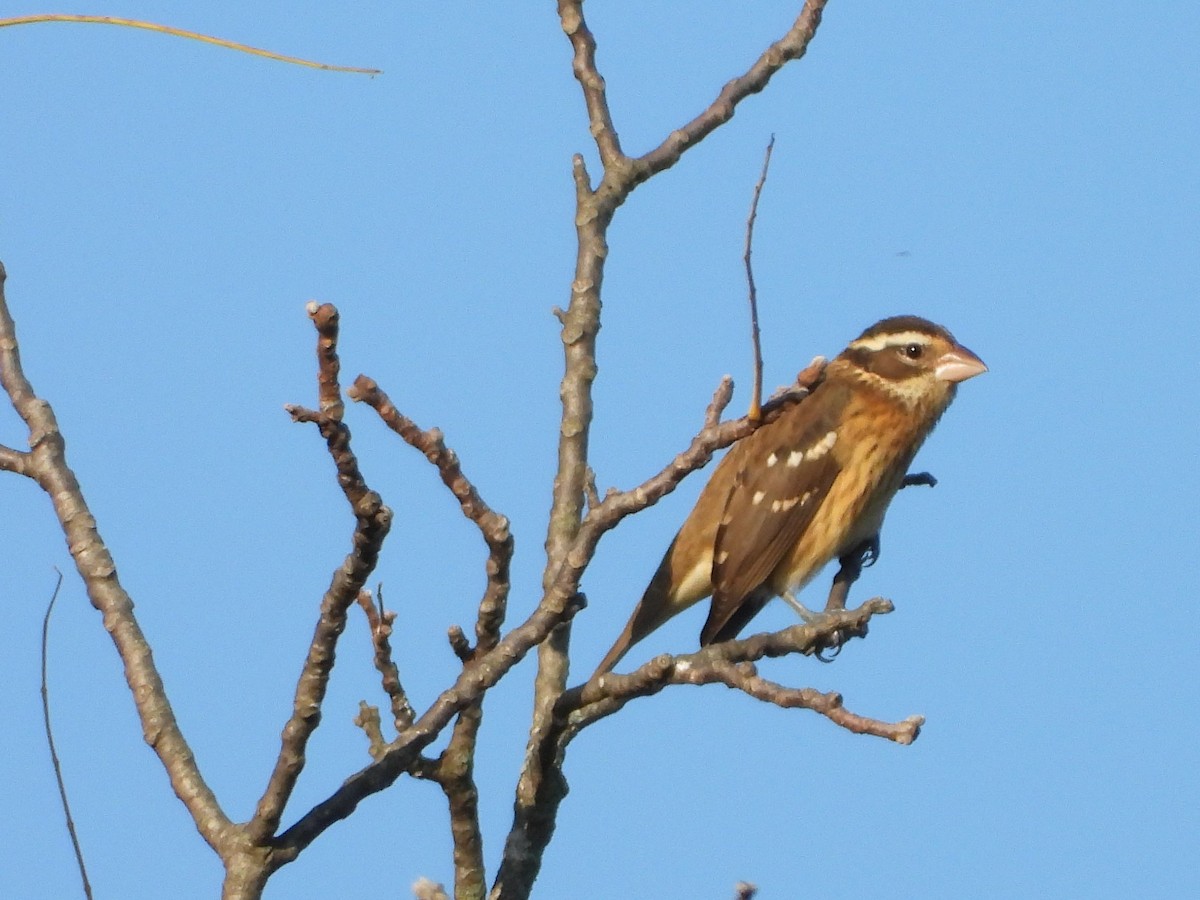 Rose-breasted Grosbeak - ML642996439