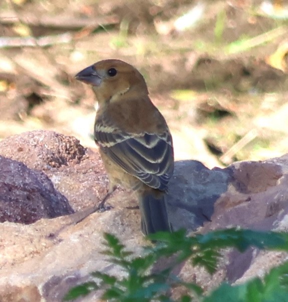 Blue Grosbeak - ML642996443