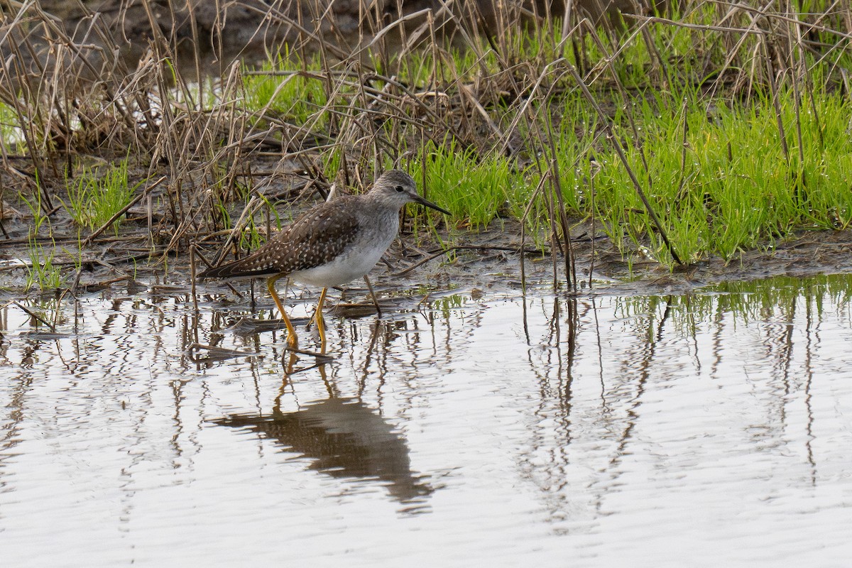 Lesser Yellowlegs - ML642996458