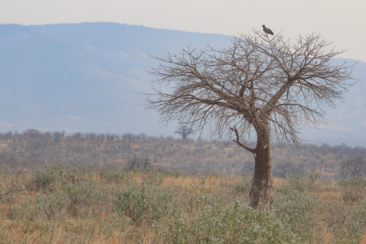 Martial Eagle - ML642996459