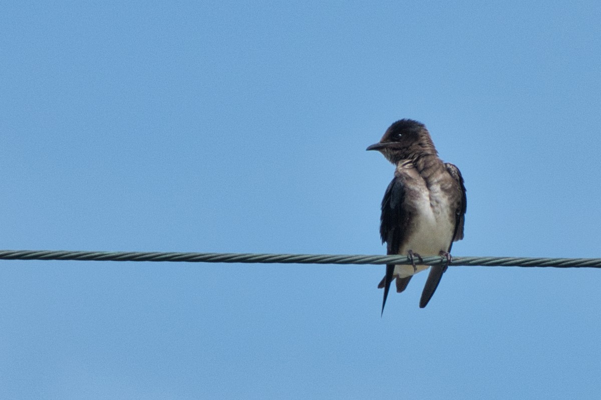 Caribbean Martin - ML642996462