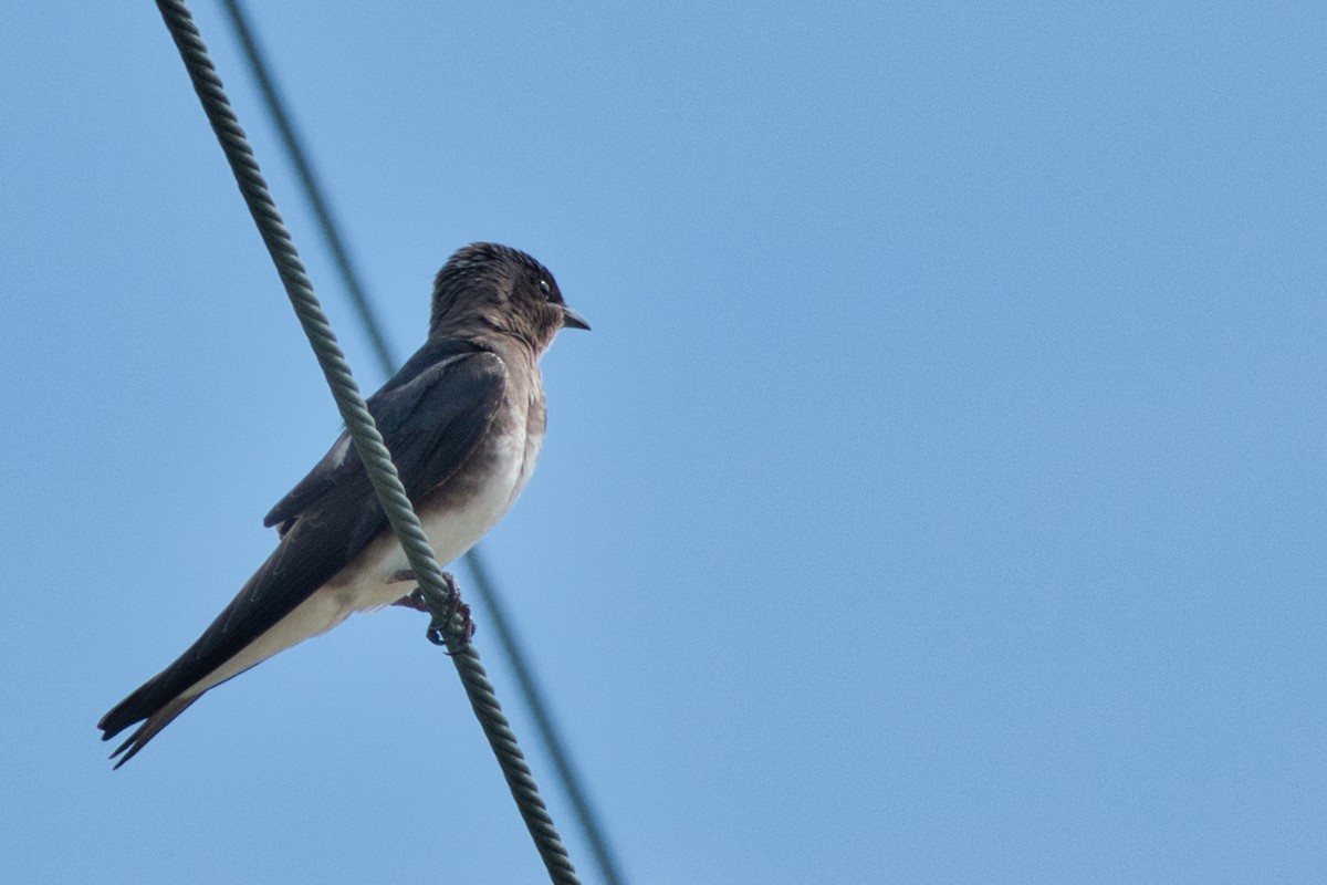 Caribbean Martin - ML642996463