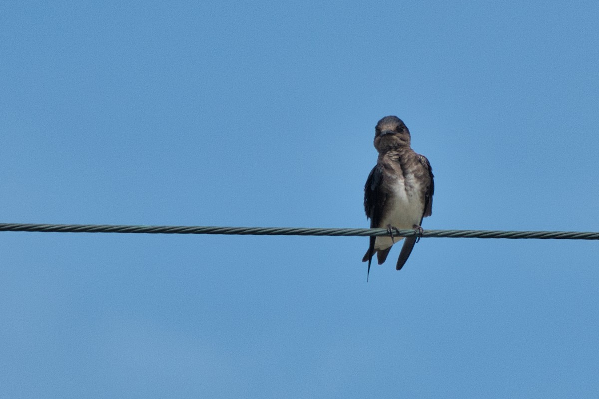 Caribbean Martin - ML642996464