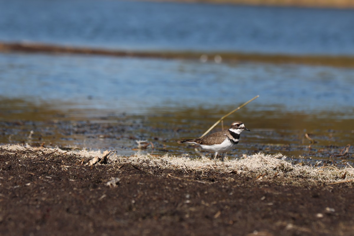 Killdeer - ML642996471