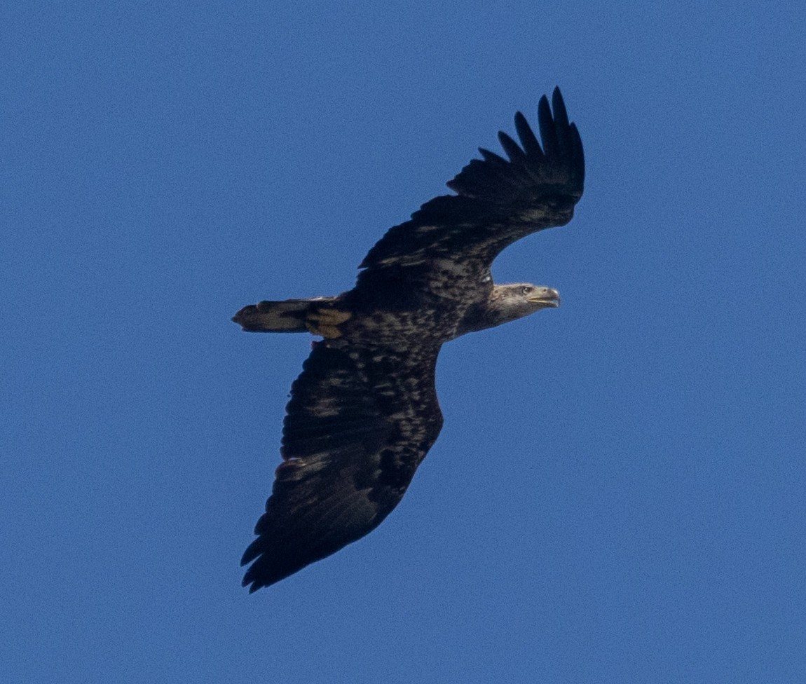 Bald Eagle - ML642996472