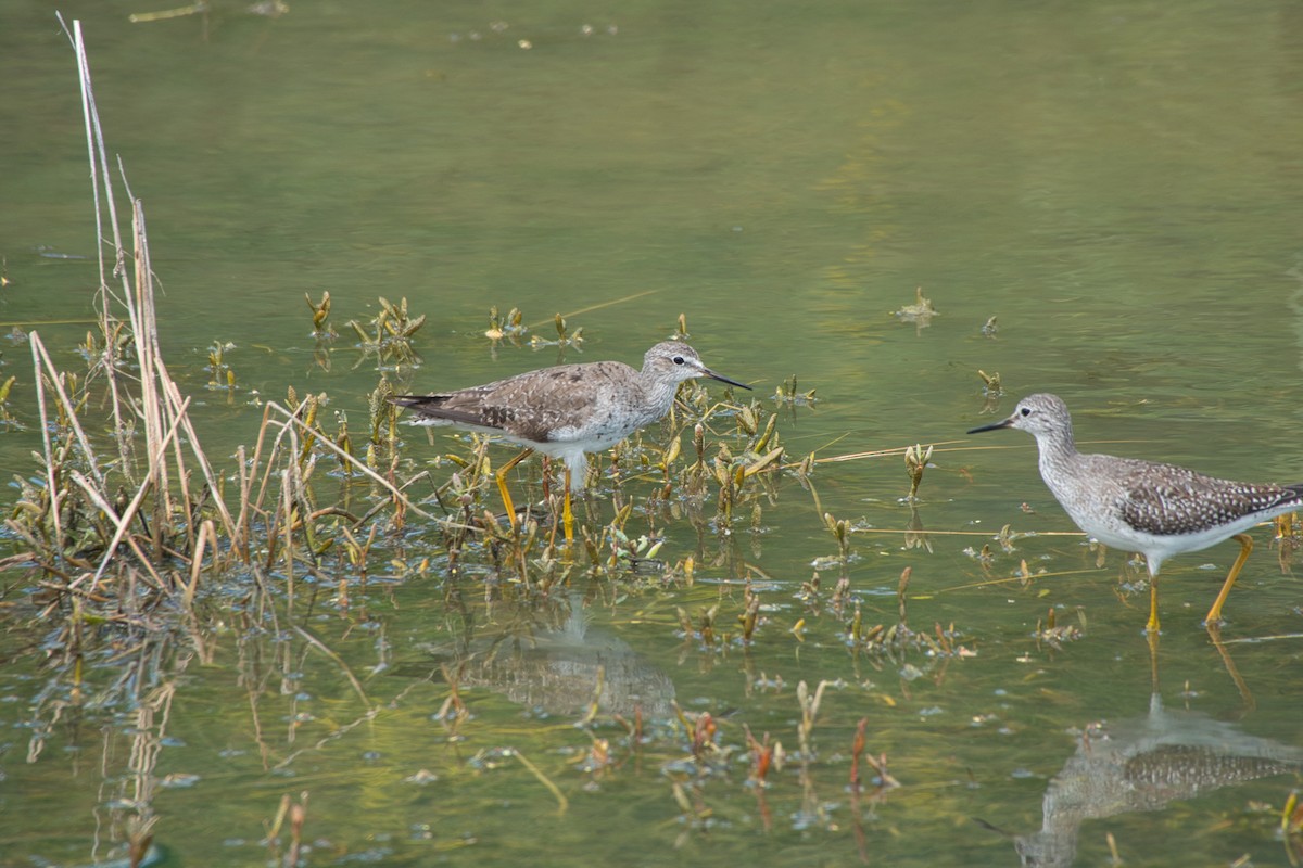 Lesser Yellowlegs - ML642996503