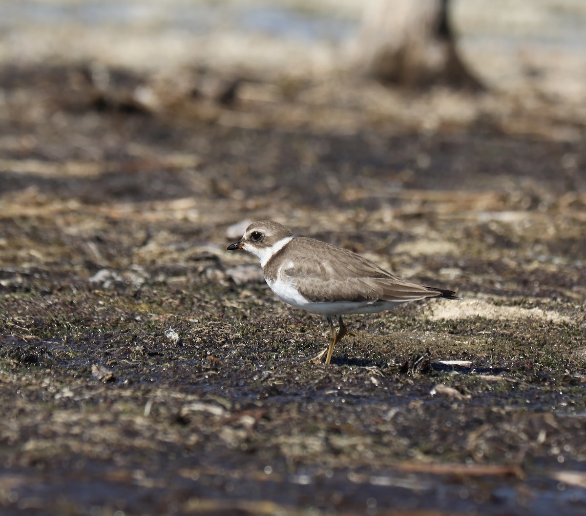 Semipalmated Plover - ML642996521