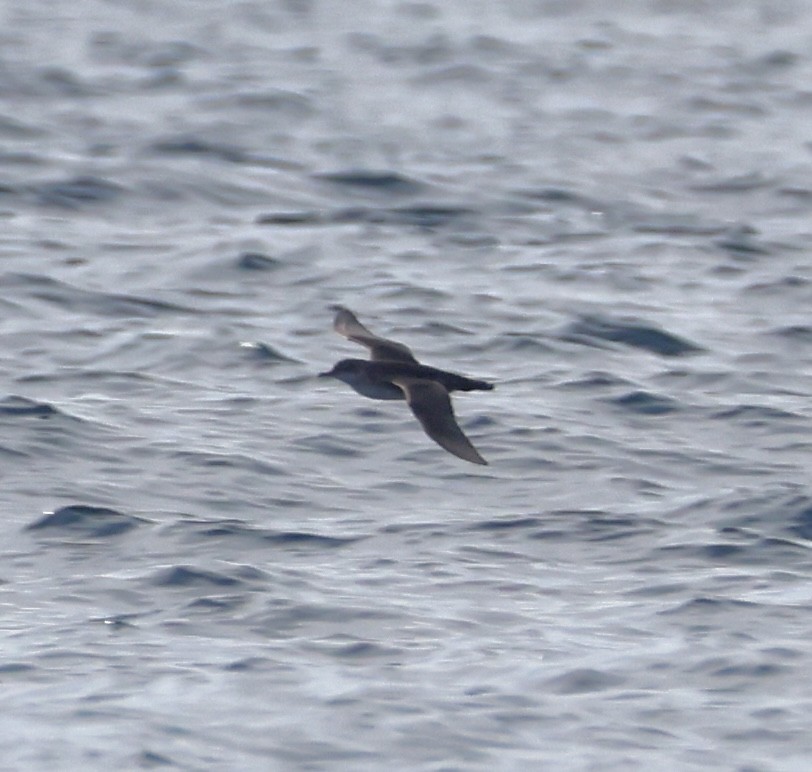 Balearic Shearwater - ML642996523