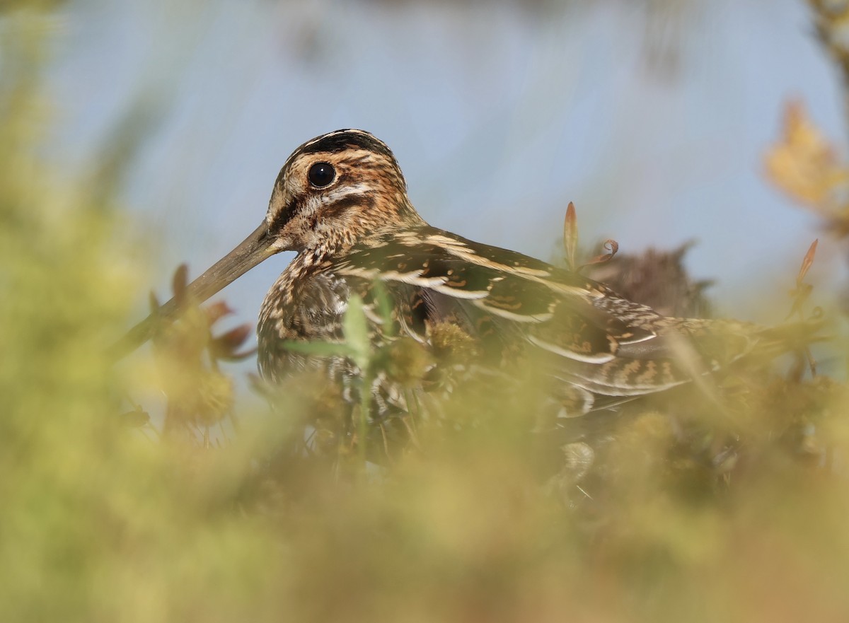 Wilson's Snipe - ML642996534