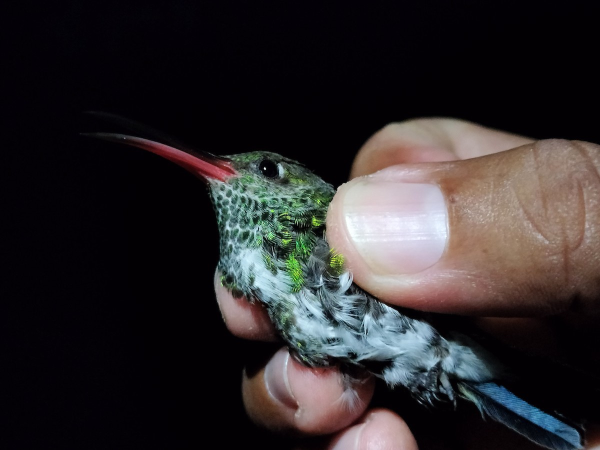 Glittering-throated Emerald - ML642996538