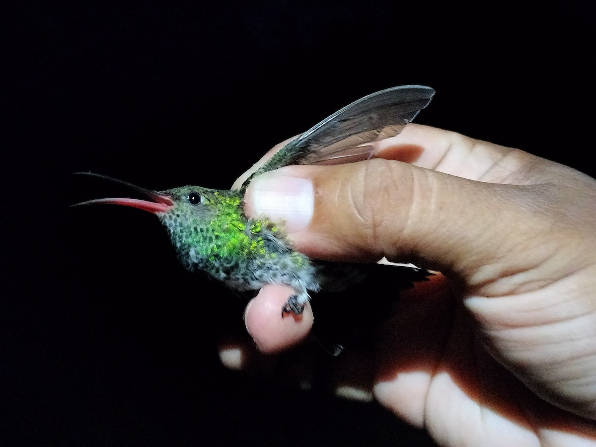 Glittering-throated Emerald - ML642996539