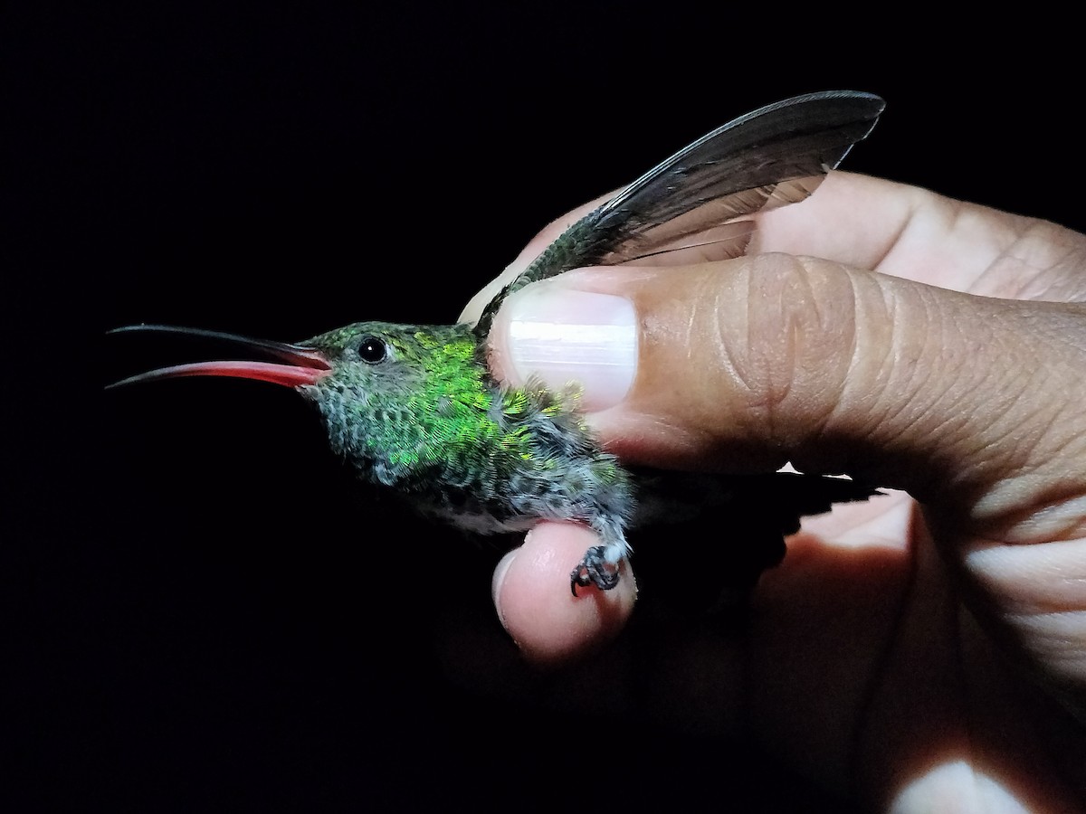 Glittering-throated Emerald - ML642996540