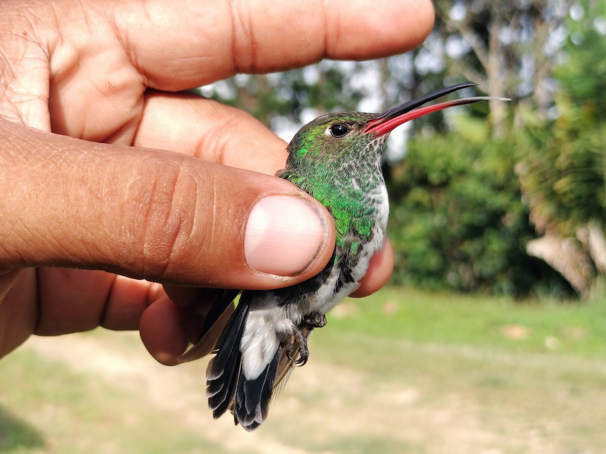 Glittering-throated Emerald - ML642996541