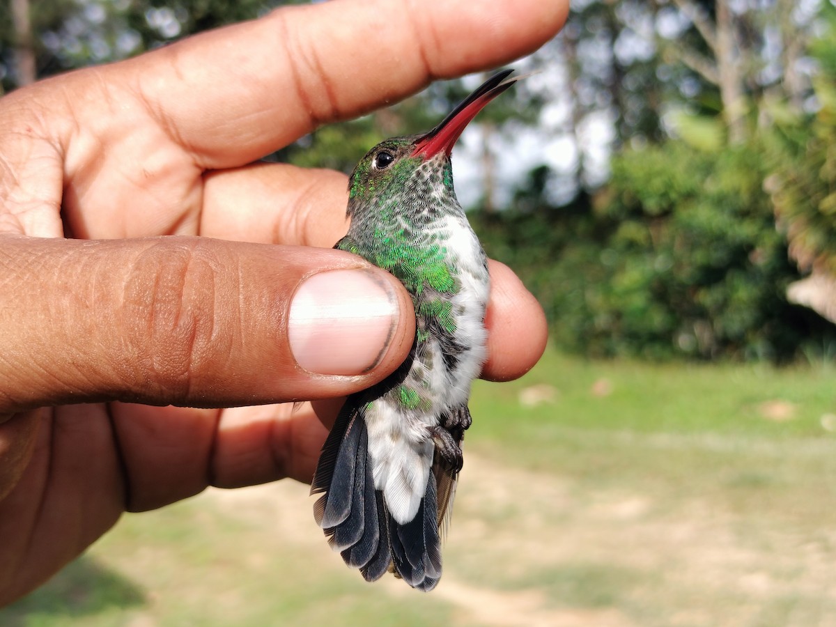 Glittering-throated Emerald - ML642996542