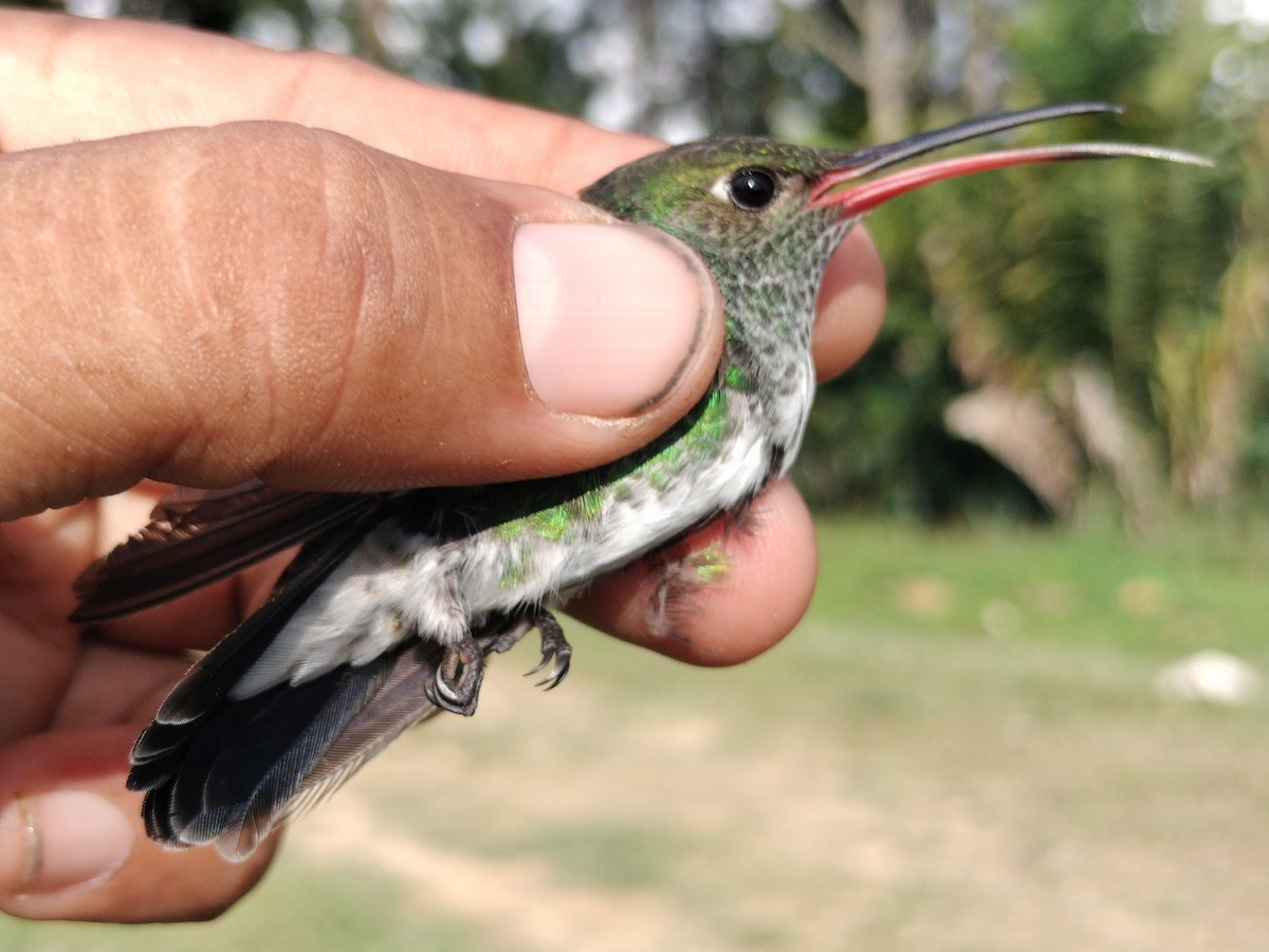 Glittering-throated Emerald - ML642996543