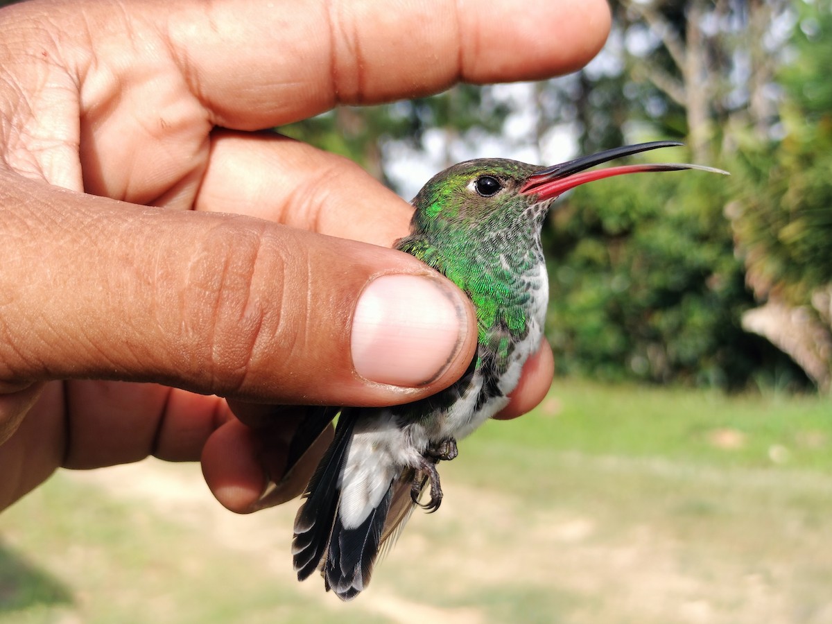 Glittering-throated Emerald - ML642996544