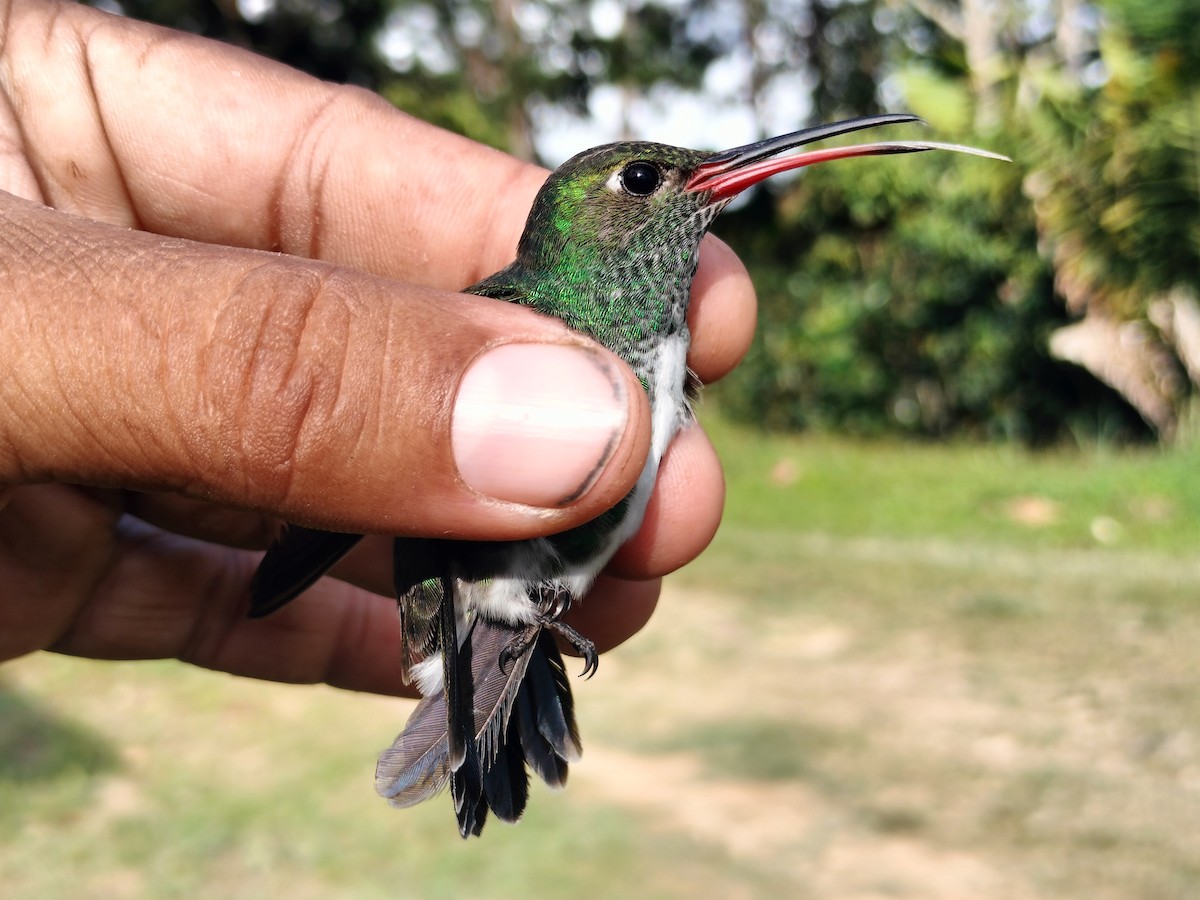 Glittering-throated Emerald - ML642996545