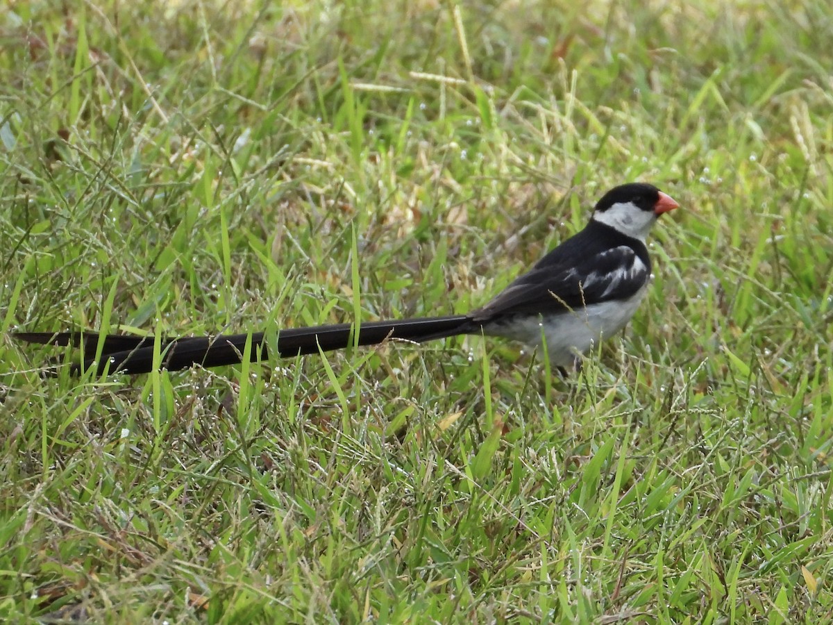Pin-tailed Whydah - ML642996553
