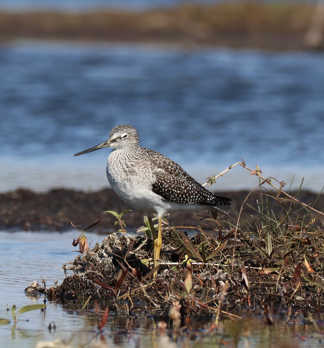 Greater Yellowlegs - ML642996557