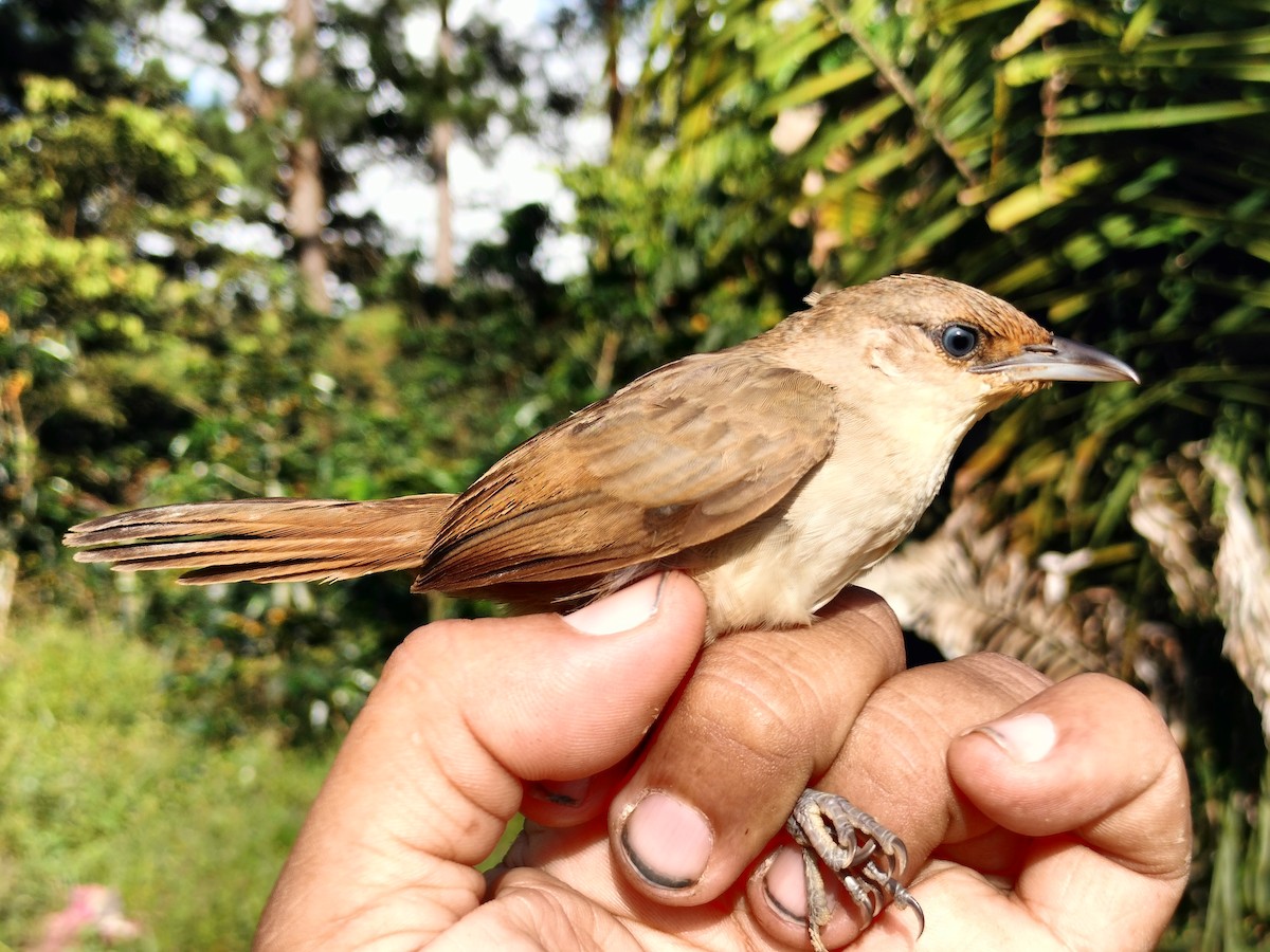 Plain Thornbird - ML642996564