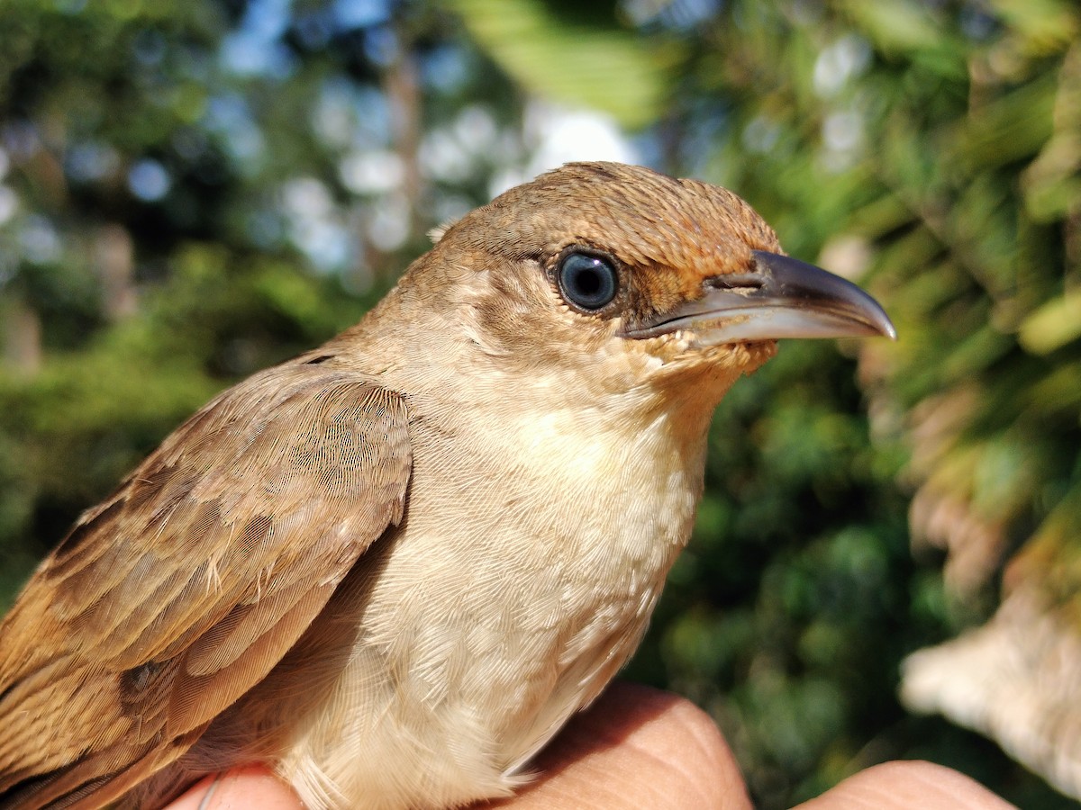 Plain Thornbird - ML642996565