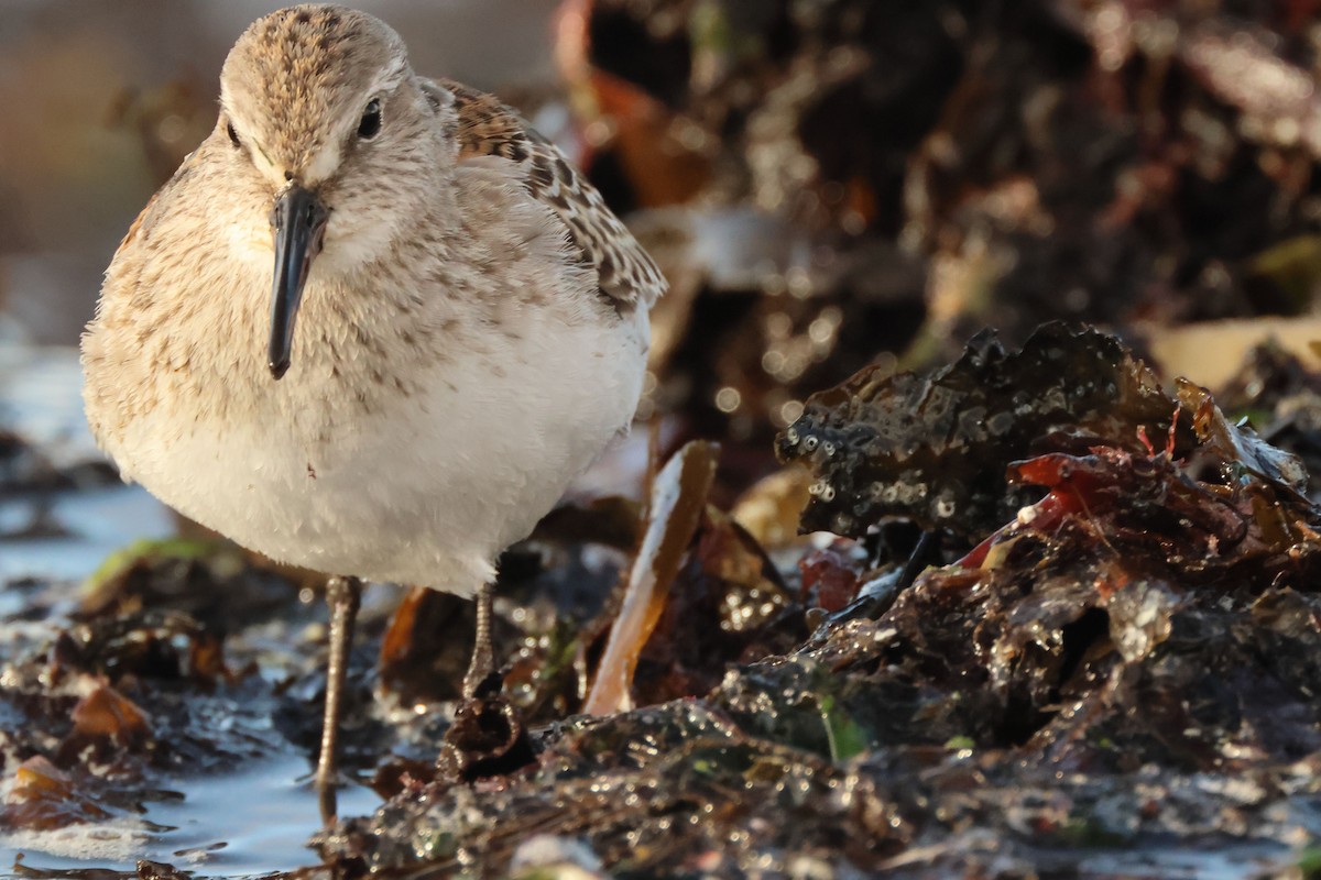 White-rumped Sandpiper - ML642996567
