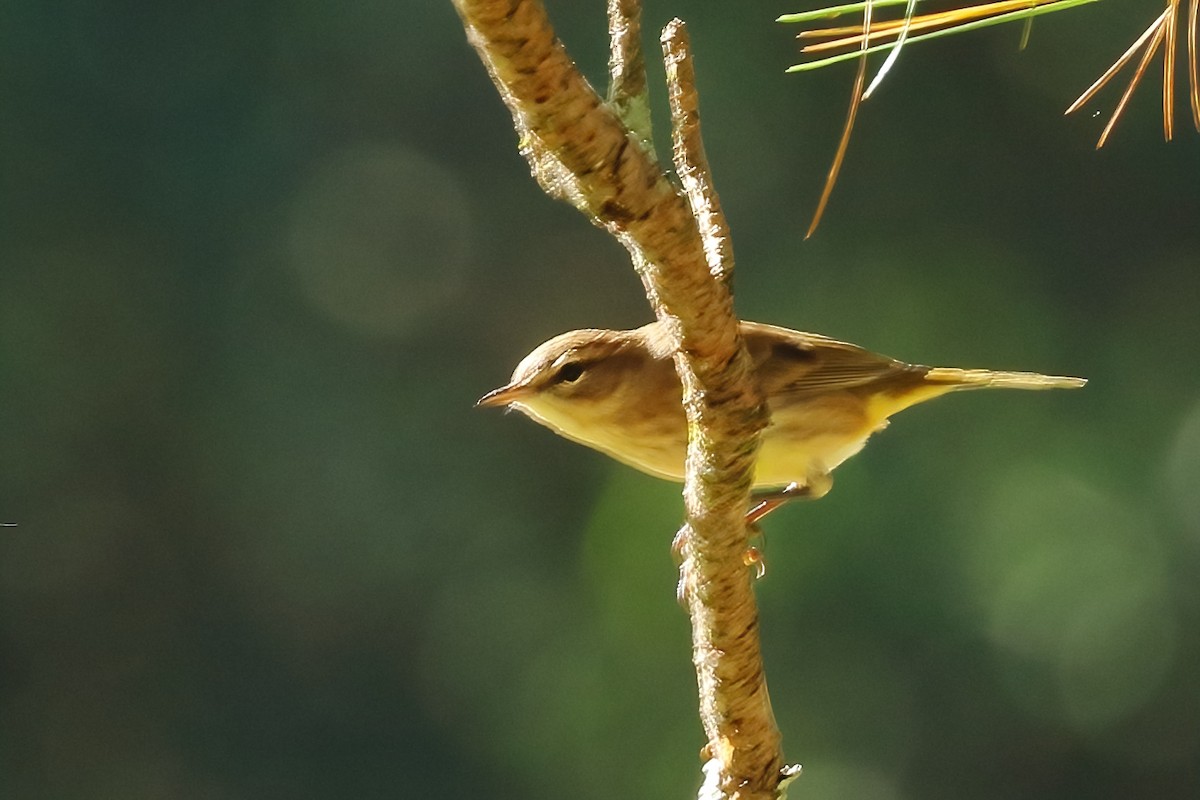 Palm Warbler - ML642996569