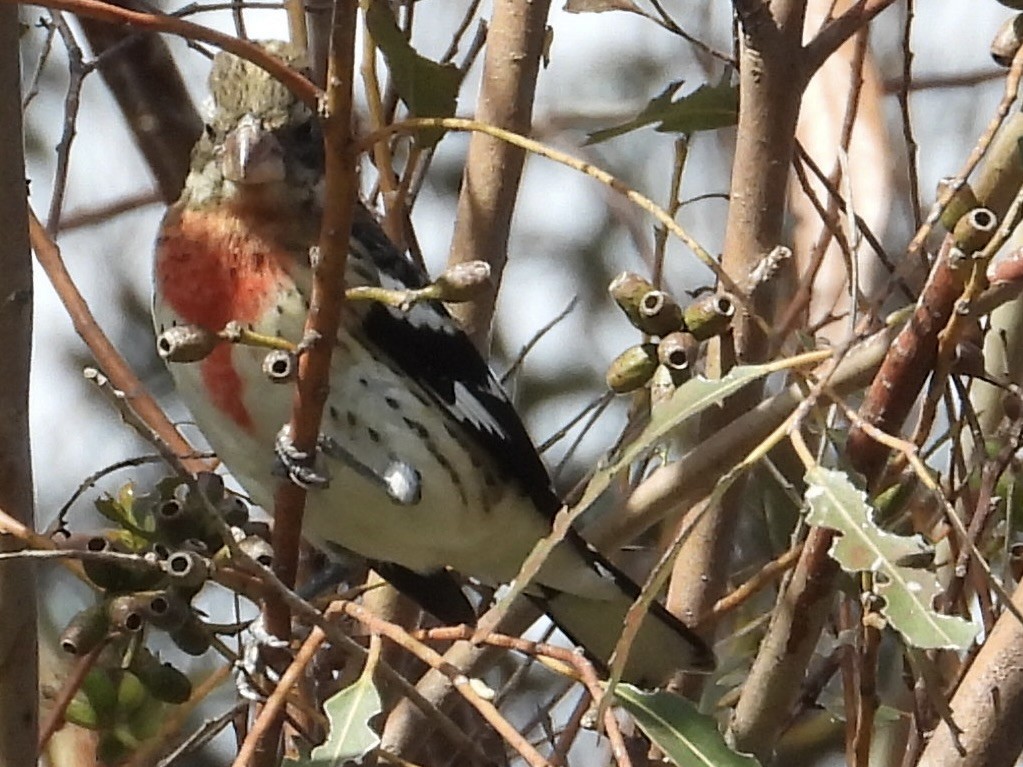 Rose-breasted Grosbeak - ML642996570