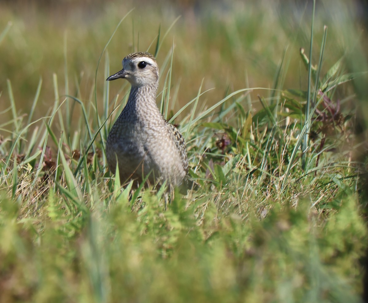 American Golden-Plover - ML642996580