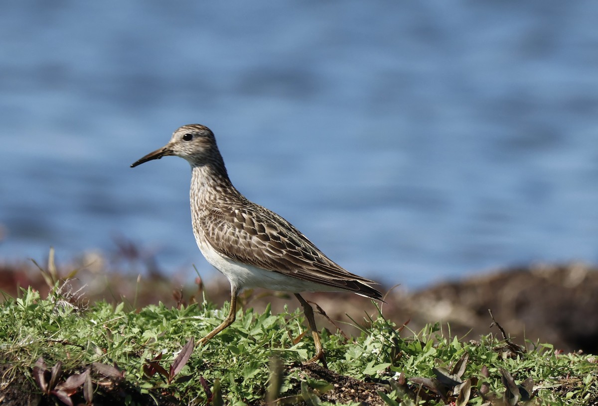 Pectoral Sandpiper - ML642996588