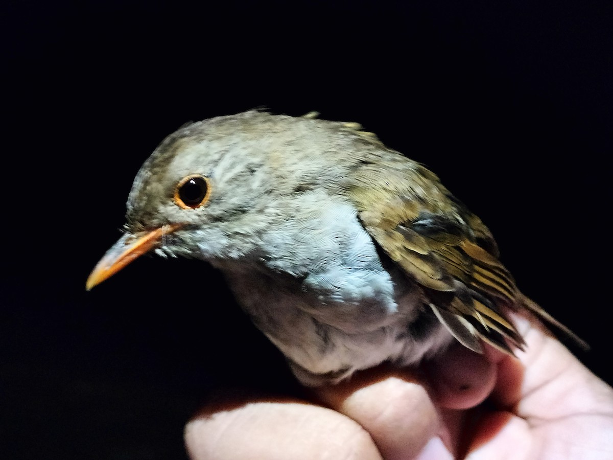 Orange-billed Nightingale-Thrush - ML642996613