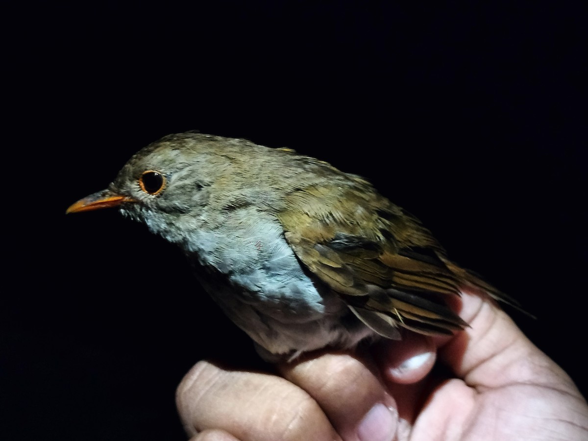 Orange-billed Nightingale-Thrush - ML642996614