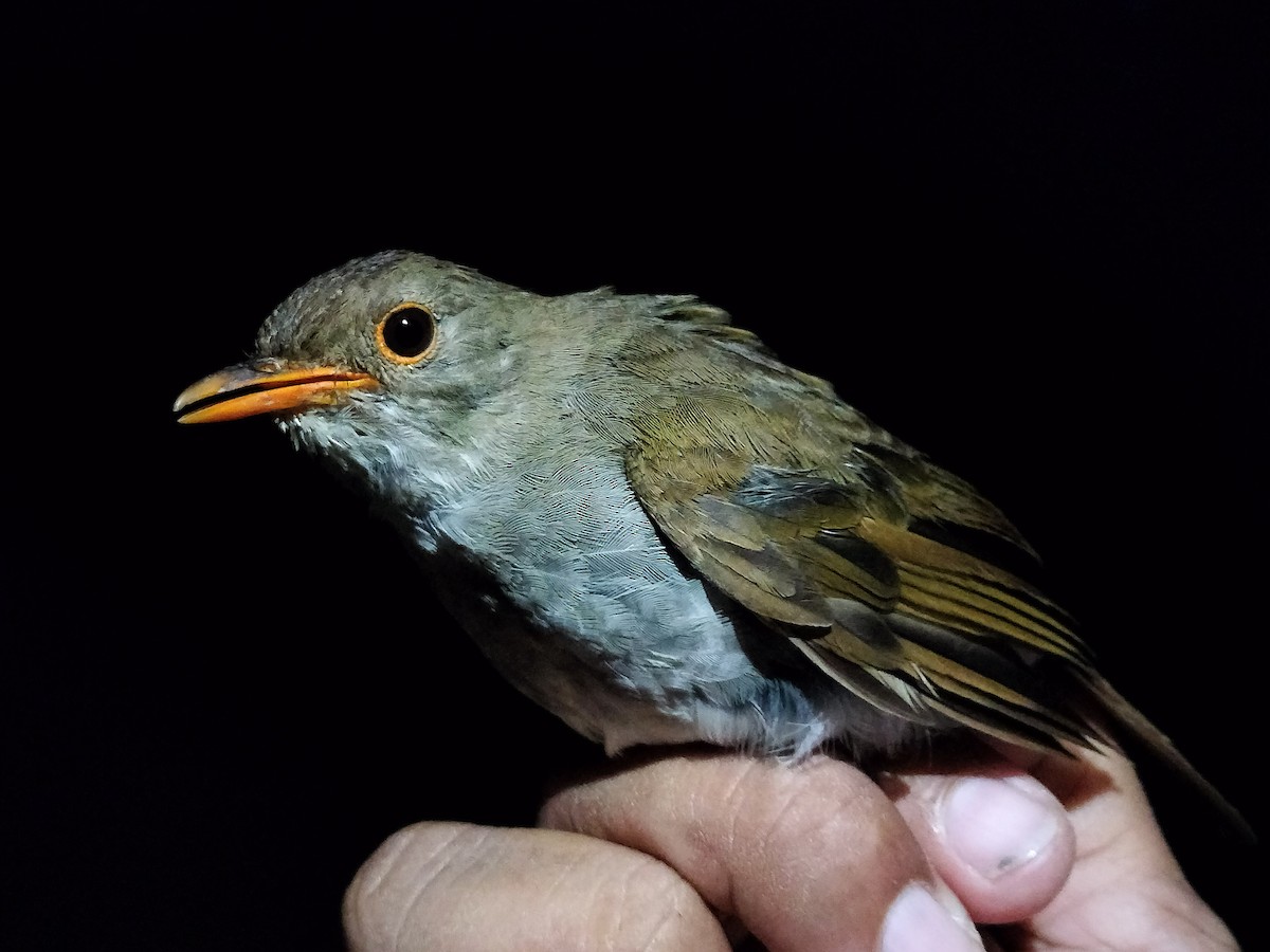 Orange-billed Nightingale-Thrush - ML642996615