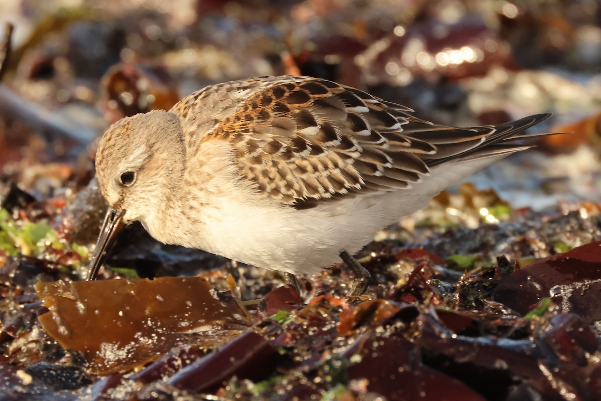 White-rumped Sandpiper - ML642996616