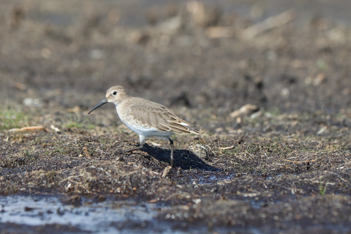 Dunlin - ML642996617