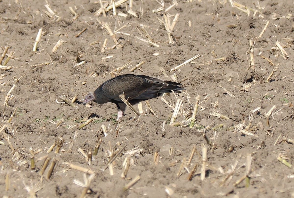 Turkey Vulture - ML642996640