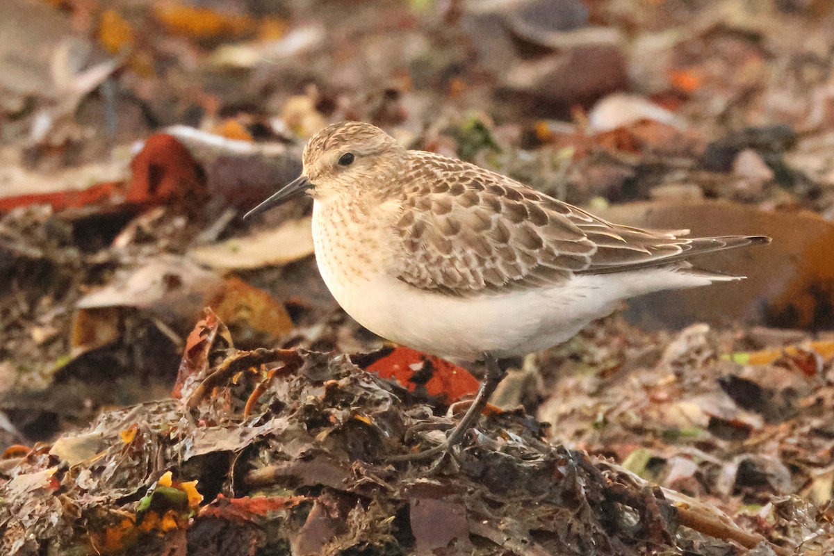 Baird's Sandpiper - ML642996653