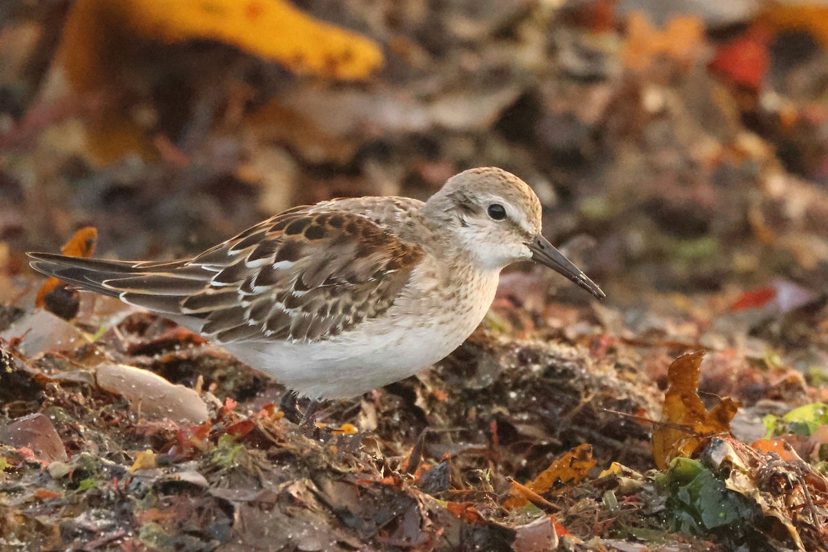 White-rumped Sandpiper - ML642996659